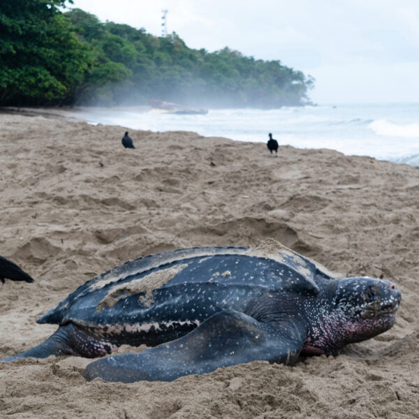 AVID*031*888*832/Not Me, Not Hermione, YOU