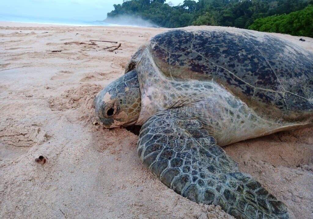 Green turtle female returning to the ocean after laying the eggs