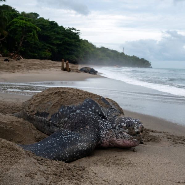 Named turtle AVID*045*292*625