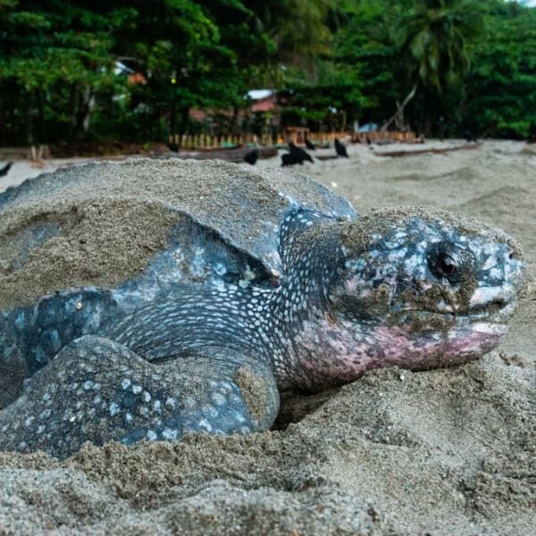 Named turtle AVID*032*014*834 