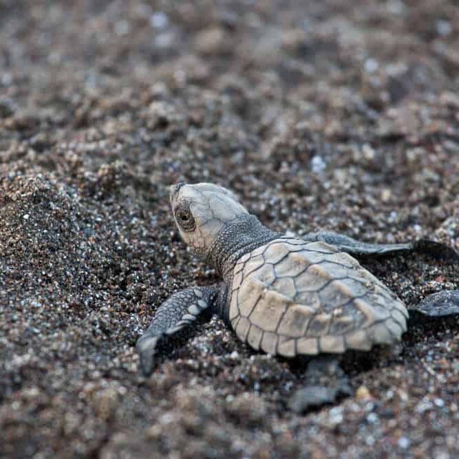 adopt a sea turtle