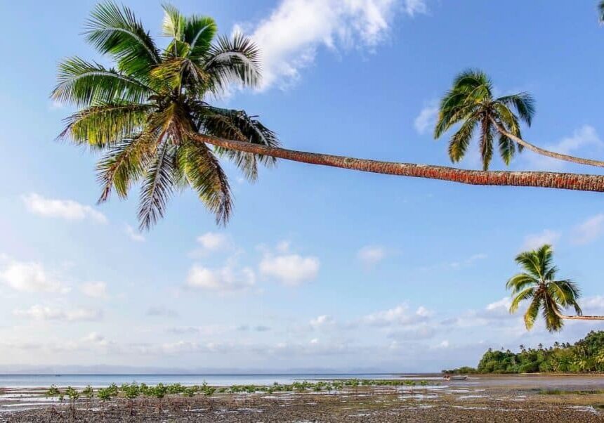 Beqa Lagoon palms - mangrove restoration (1)