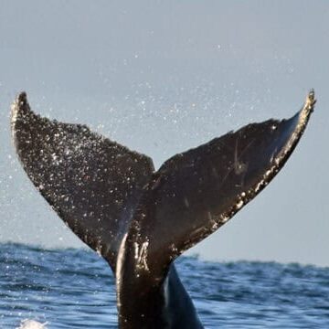 CRC-10318-sq CRC-10318-sq