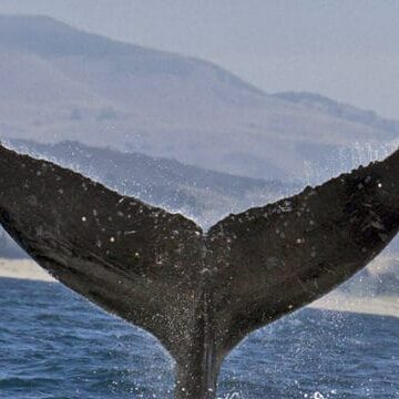 CRC-12405-sq-2 CRC-12405-sq-2