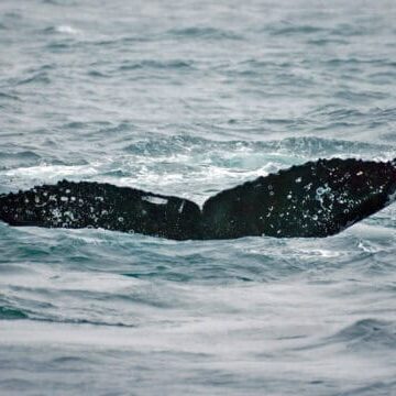 humpback whale flukes