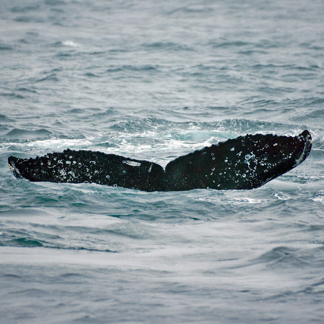 CRC-16869-2 humpback whale flukes