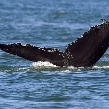 CRC-23072-sq mostly black humpback whale flukes against the blue ocean