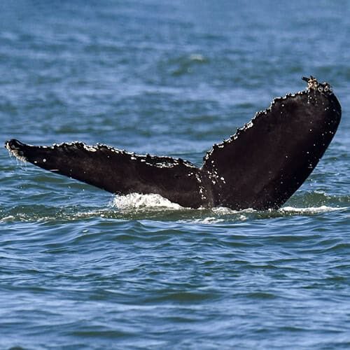 mostly black humpback whale flukes against the blue ocean