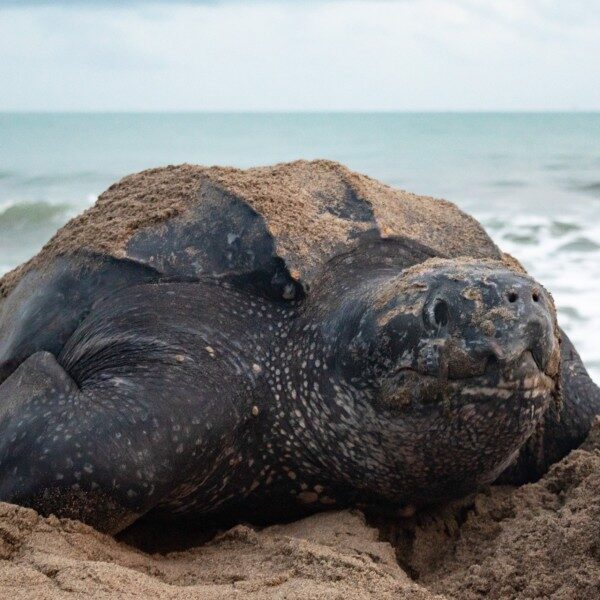name-leatherback-9 name-leatherback-9