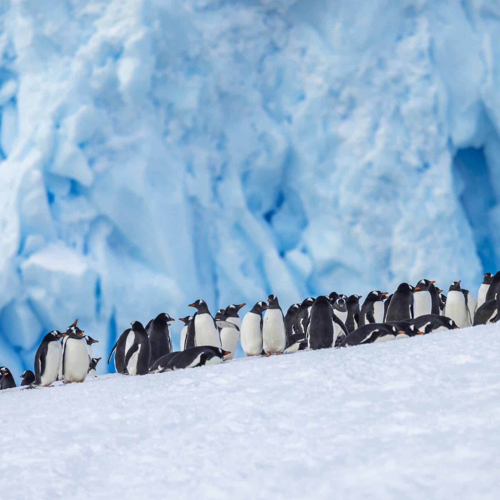 Gentoo Penguins, Neko Harbour, Antarctica, Adrian Wlodarczyk (1)