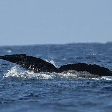 humpback whale flukes at the surface