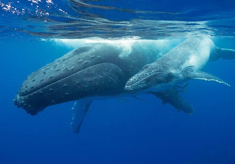 Humpback whale cow and calf ©Doug Perrine web Humpback whale-cow and calf ©Doug Perrine