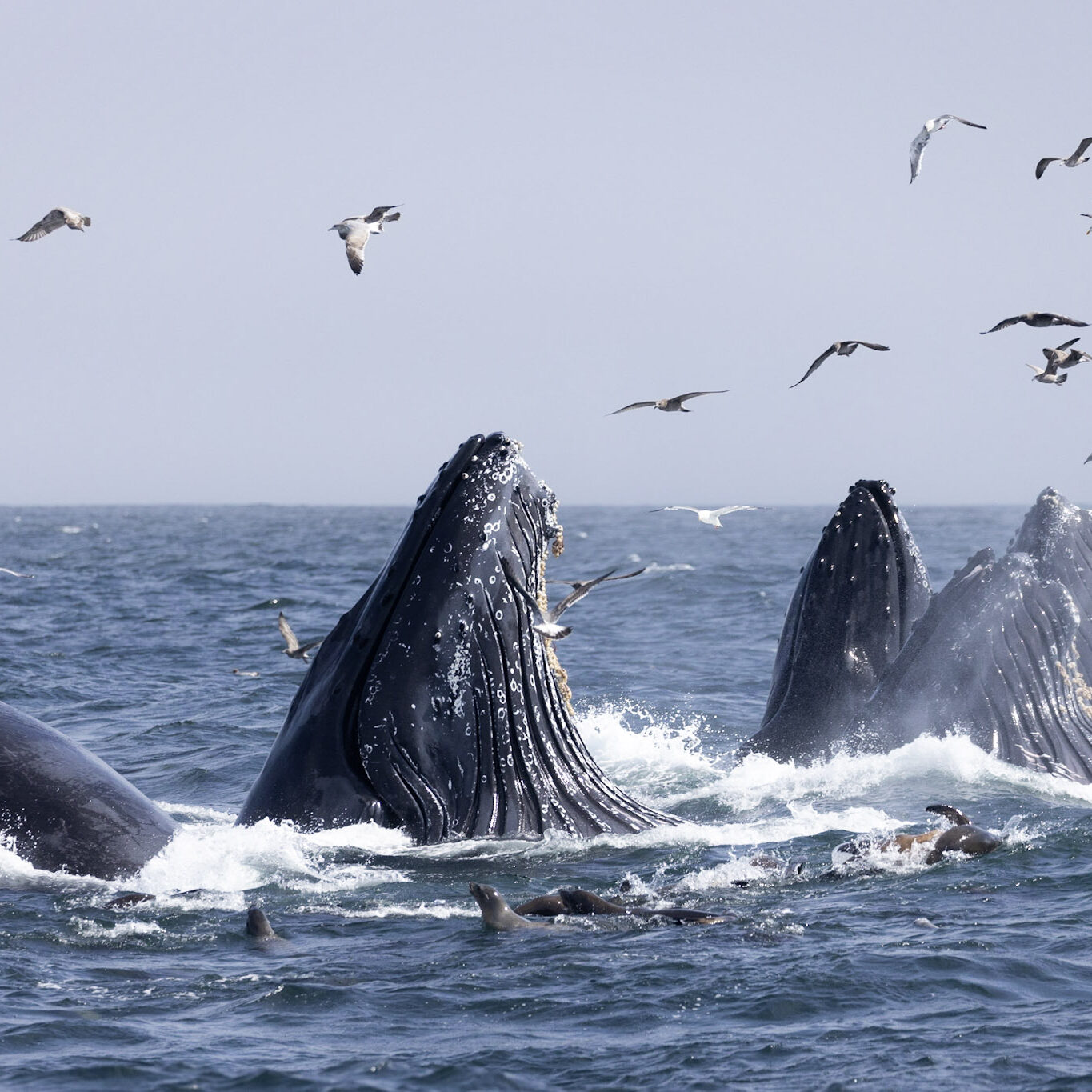 Lunge Feeding_Farallon_Rhys_Watkin