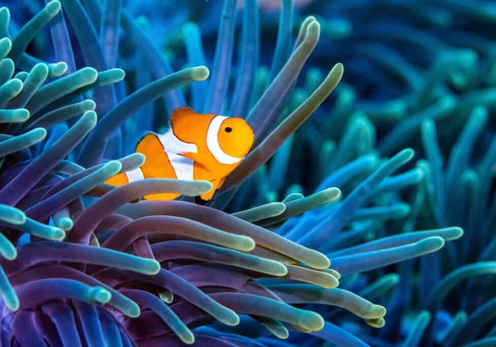 clownfish in anemone in Raja Ampat