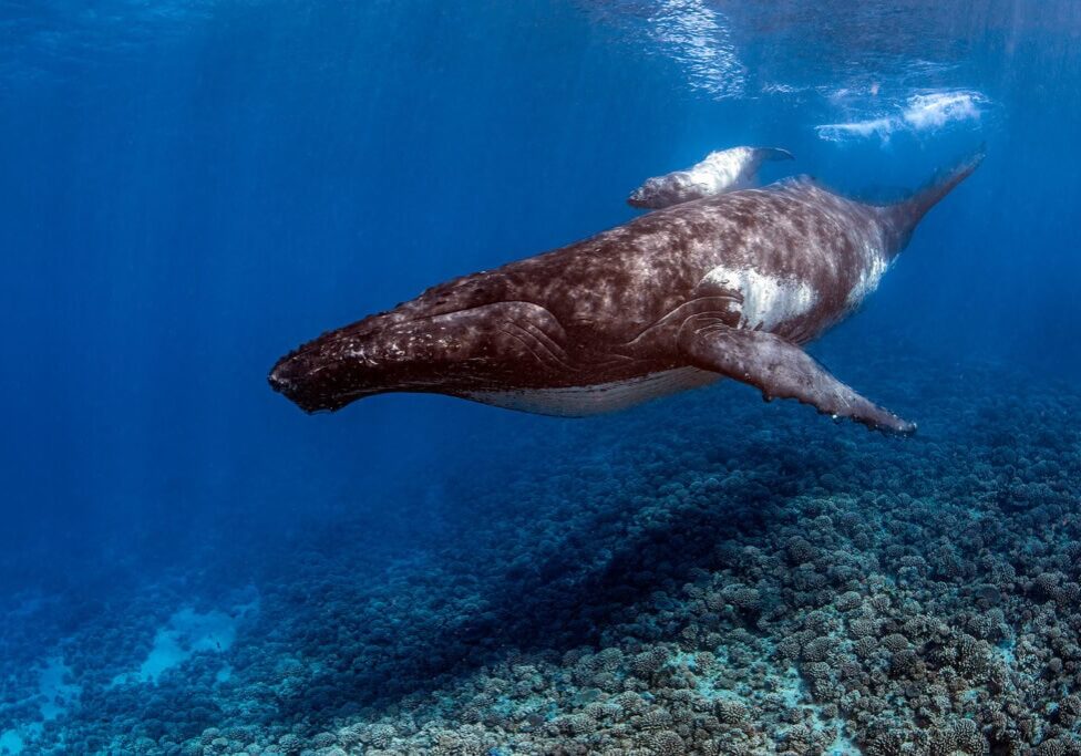 humpback whale with calf underwater in French Polynesia
