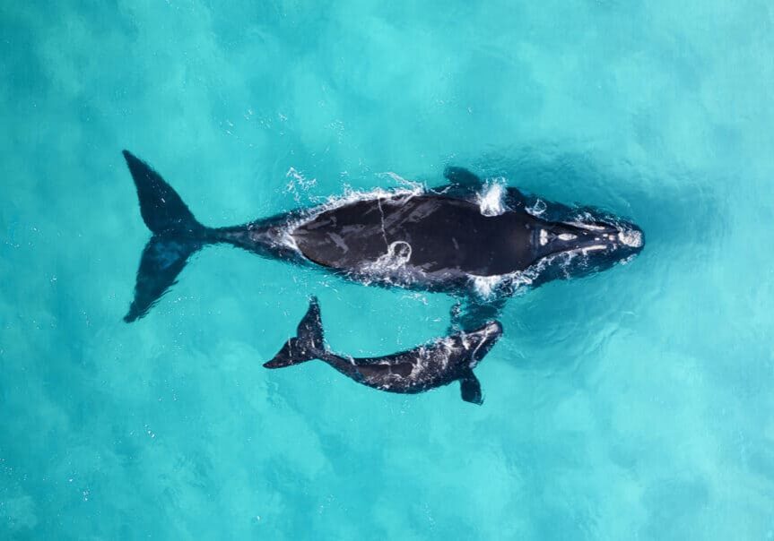 OceanImageBank_LewisBurnett_08 aerial photo of southern right whale mother and calf