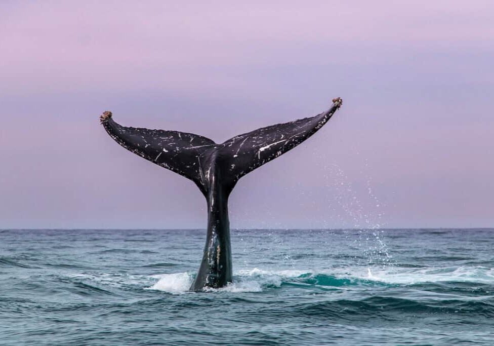 a humpback whale tail at sunset in Baja California Mexico