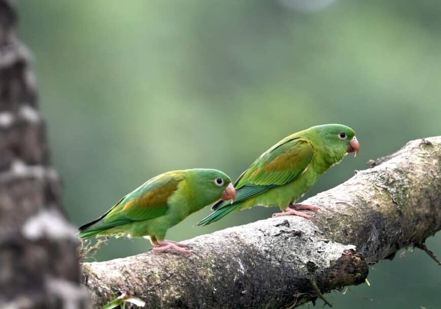 Orange-chinned Parakeet from Alajuela Province, San Carlos, Costa Rica on July 26, 2026 at 01_31 PM by Amber M. King · iNaturalist