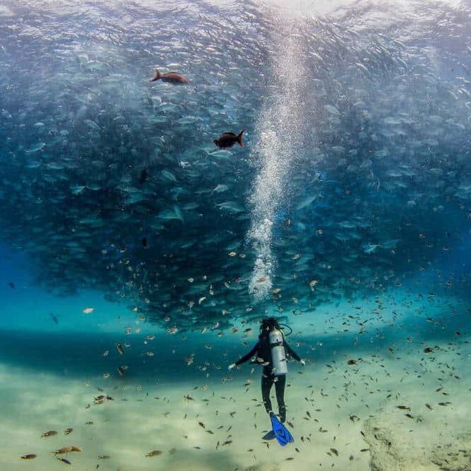 Group of Fish