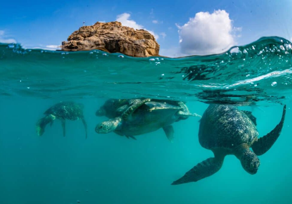 sea turtle conservation