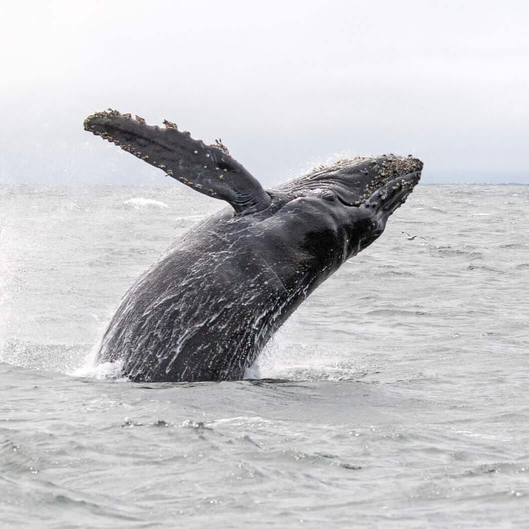 breaching-humpback-whale-watching-2 breaching humpback whale