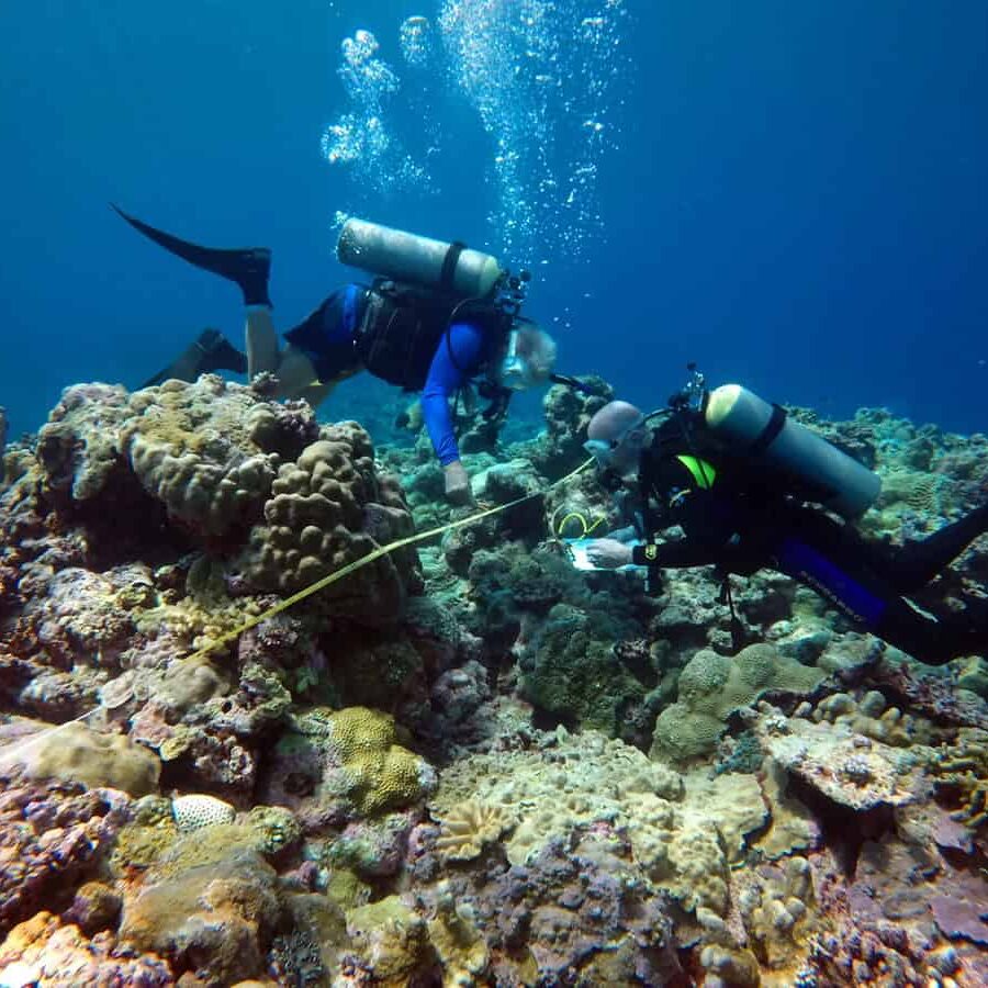 Scuba divers surveying coral in Palau