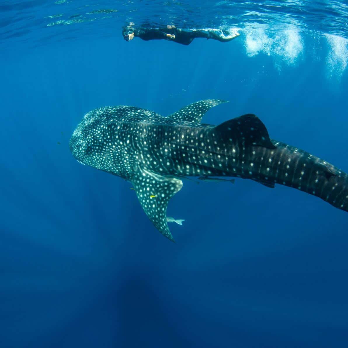 snorkeler with whale shark