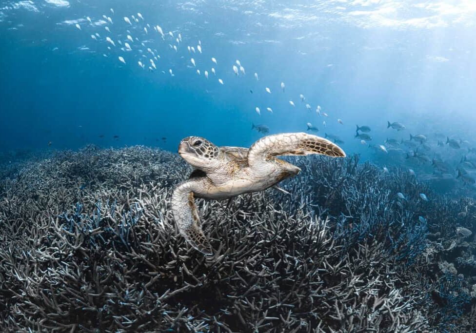 © Emilie Ledwidge / Ocean Image Bank