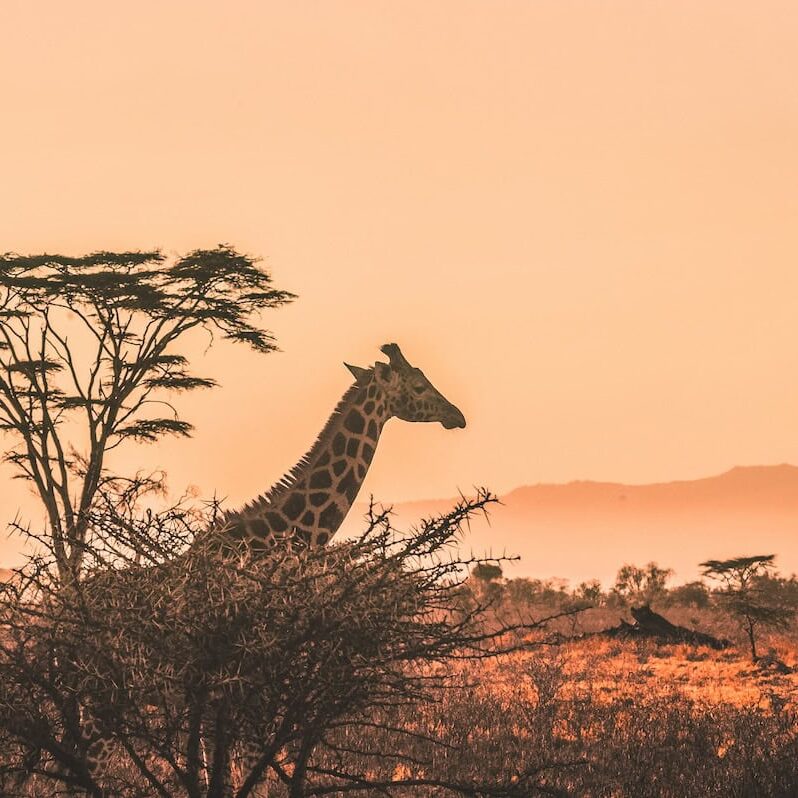 A tall giraffe silhouetted in profile atop a thorny bush, its neck extended upward, set against a vibrant orange sunset sky with scattered acacia trees, distant misty mountains, and golden savanna grassland in the foreground.