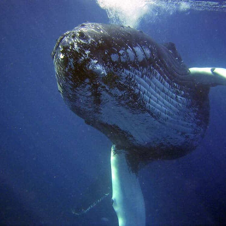 humpback whale