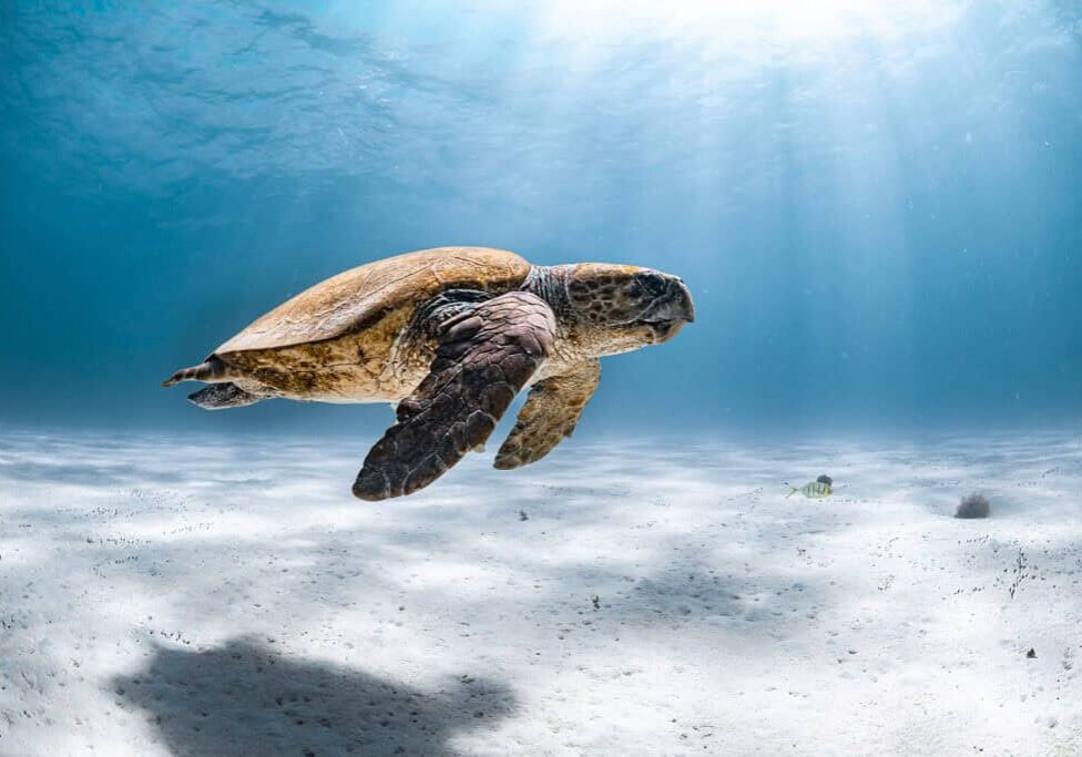 loggerhead turtle