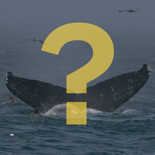 mystery-whale mystery-whale