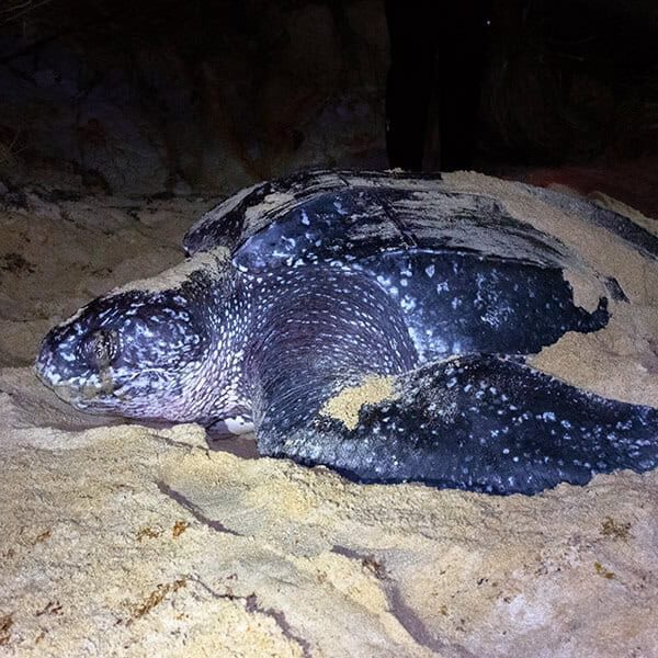 name-leatherback-1 leatherback turtle