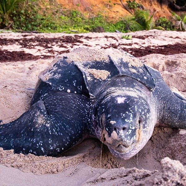name-leatherback-8 name-leatherback-8
