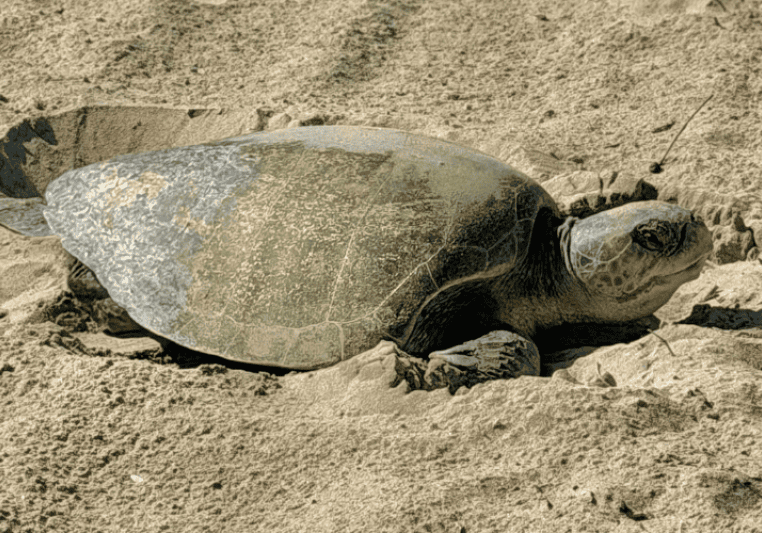 An olive ridley sea turtle nests near Seal Beach in Huntington Beach, California, far outside its normal nesting range. © Huntington Beach Fire Department