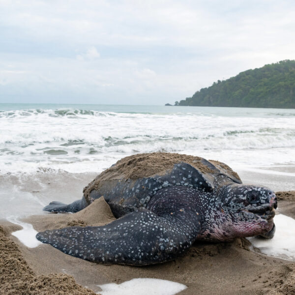 leatherback turtle