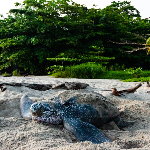 leatherback turtle