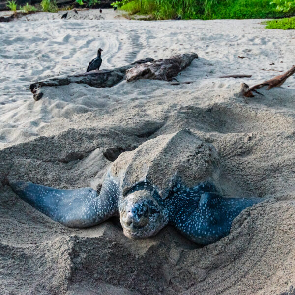 leatherback turtle