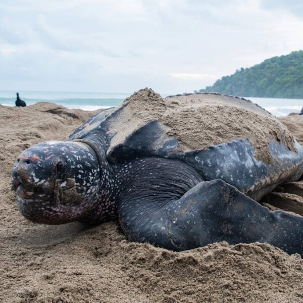 leatherback turtle