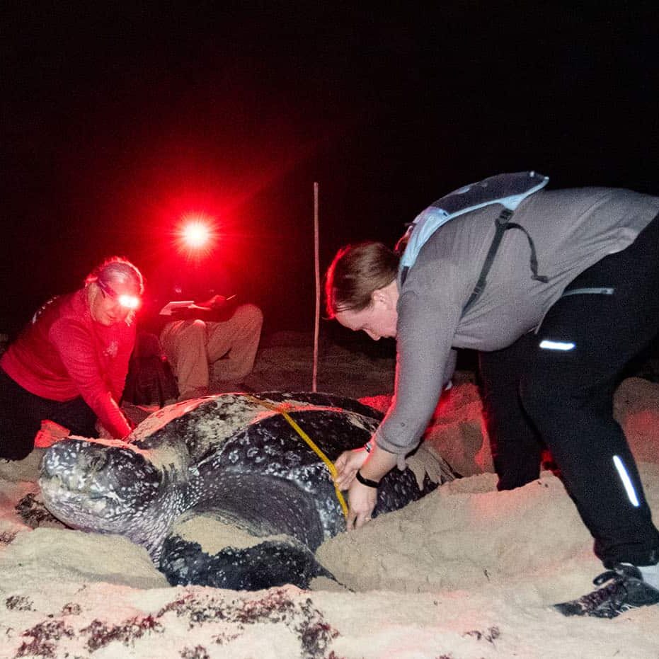 turtle volunteers collect data